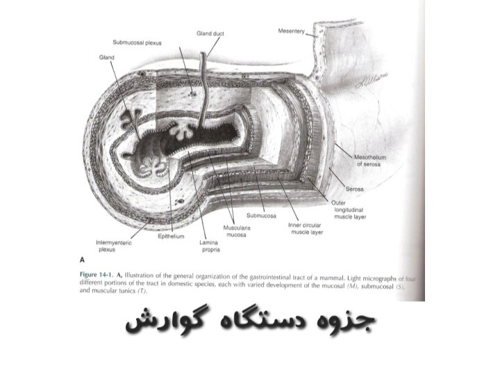 جزوه دستگاه گوارش- تایپی ۶۱ صفحه