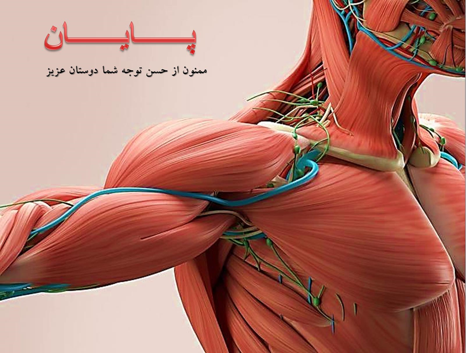 فیزیولوژی دستگاه عضلانی انسان