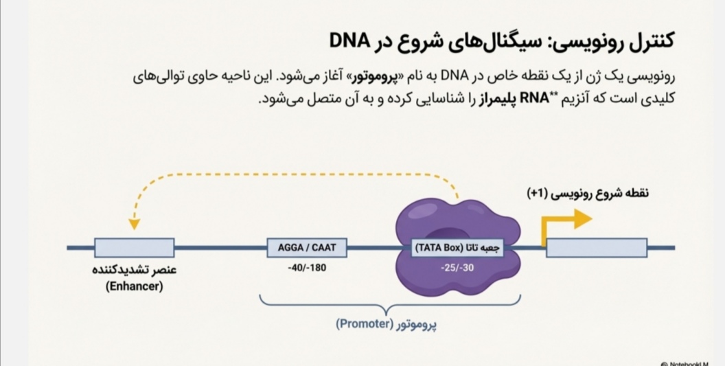 پاورپوینت PDF/تخصصی فصل 13-اصول بیوتکنولوژی گیاهی.-مبحث سازماندهی DNA و بیان ژن