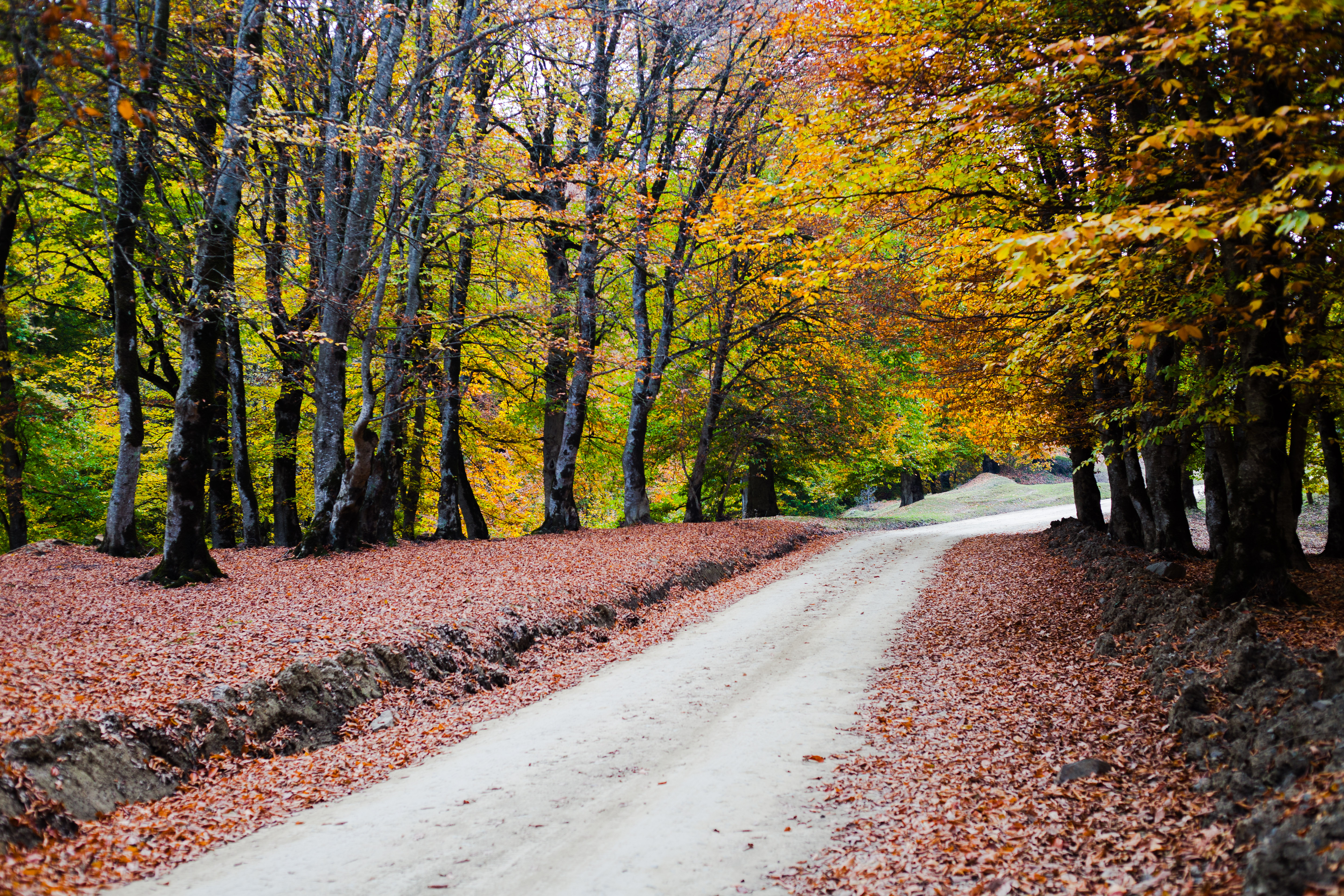 جاده های جنگلی 2