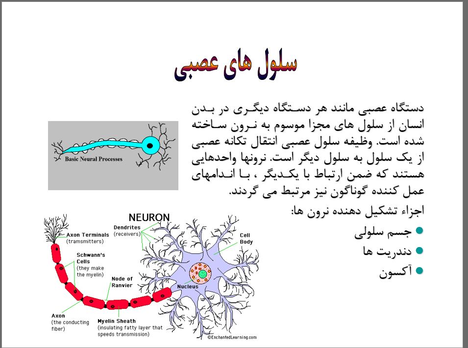 پاورپوینت آناتومی عصبی در 29 اسلاید قابل ویرایش