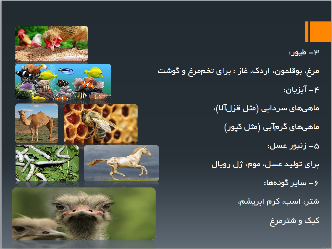 پرورش و نگهداری از حیوانات (پودمان درس کار و فناوری نهم)