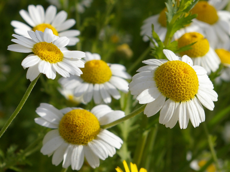 پاورپوينت کامل گل و گياهان مفيد و دارويی به همراه نسخه ppsx