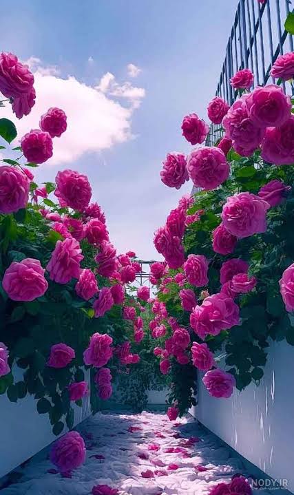 جدیدترین فایل های فاپول