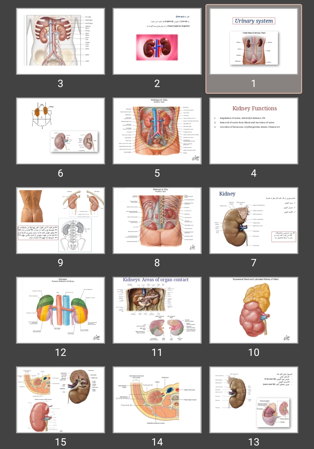 پاورپوینت Urinary system