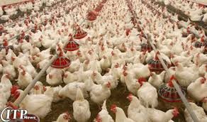 تحقیق اصول پرورش مرغ گوشتی