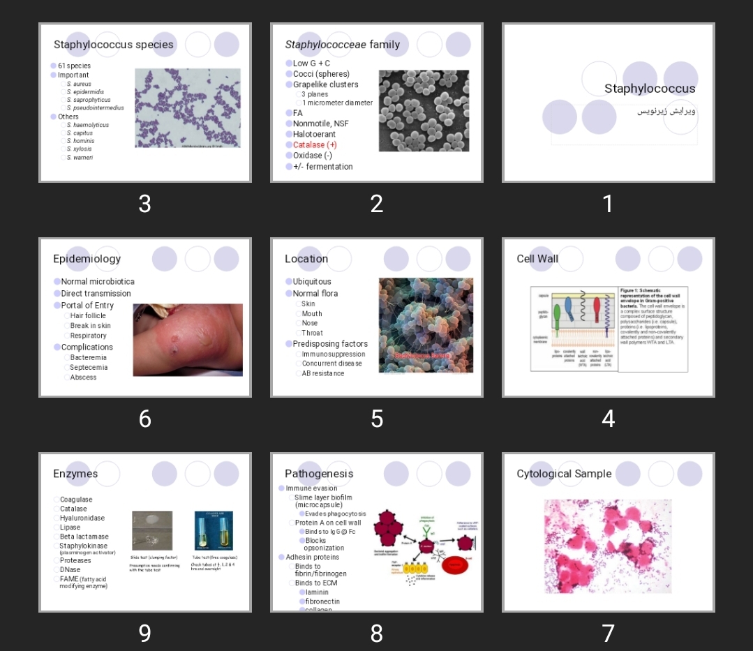 پاورپوینت Staphylococcus
