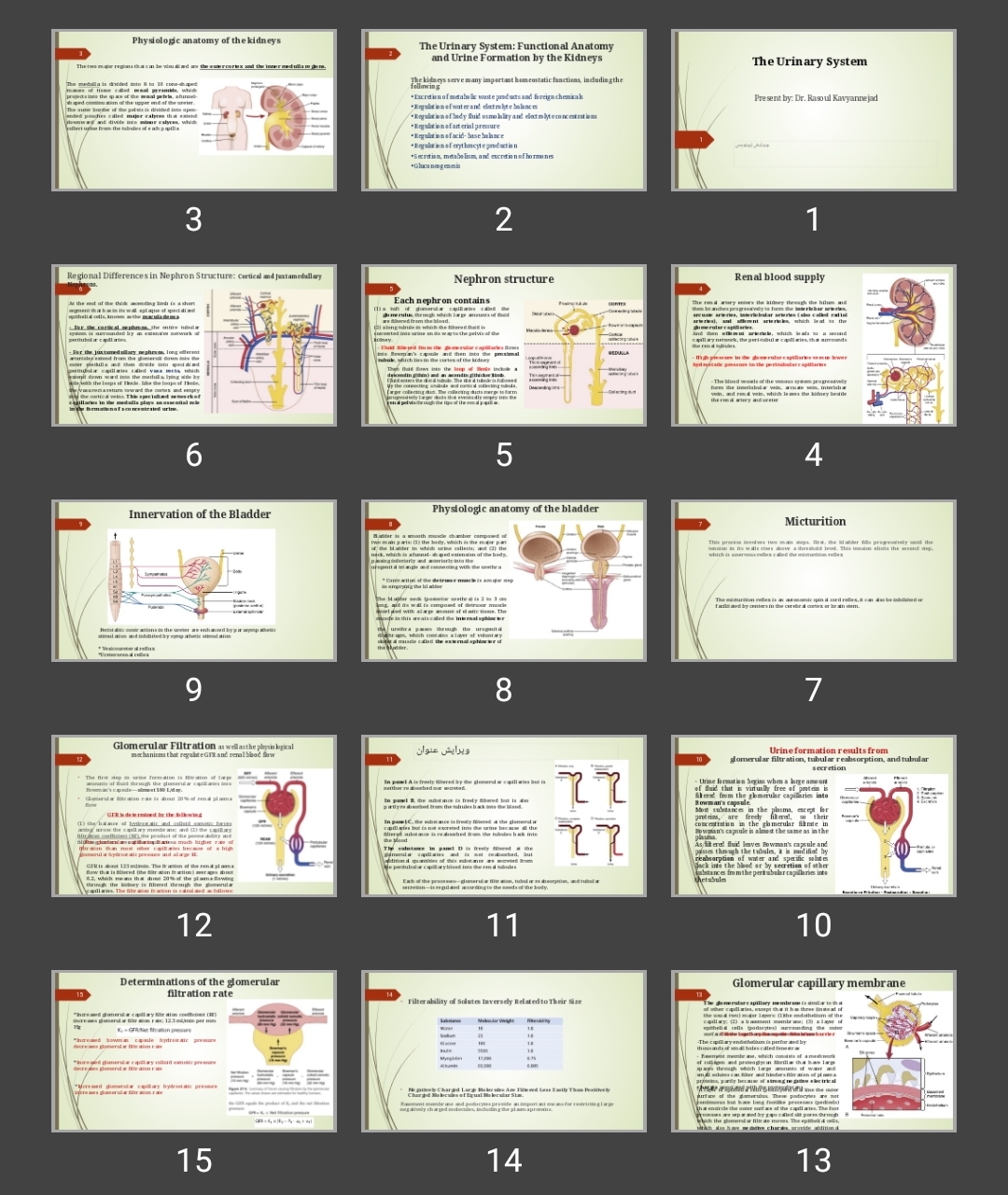 پاورپوینت The Urinary System