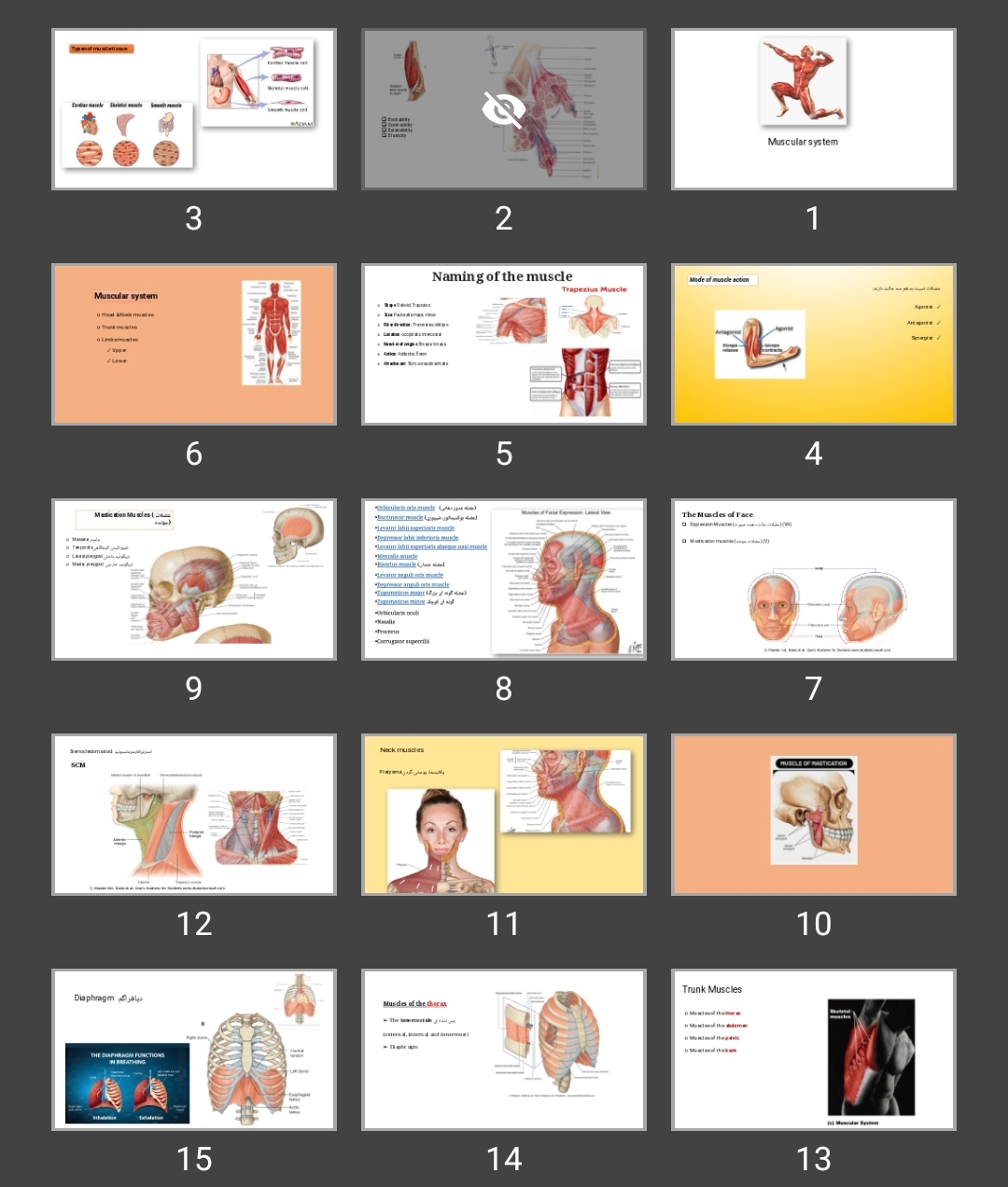 پاورپوینت Muscular system