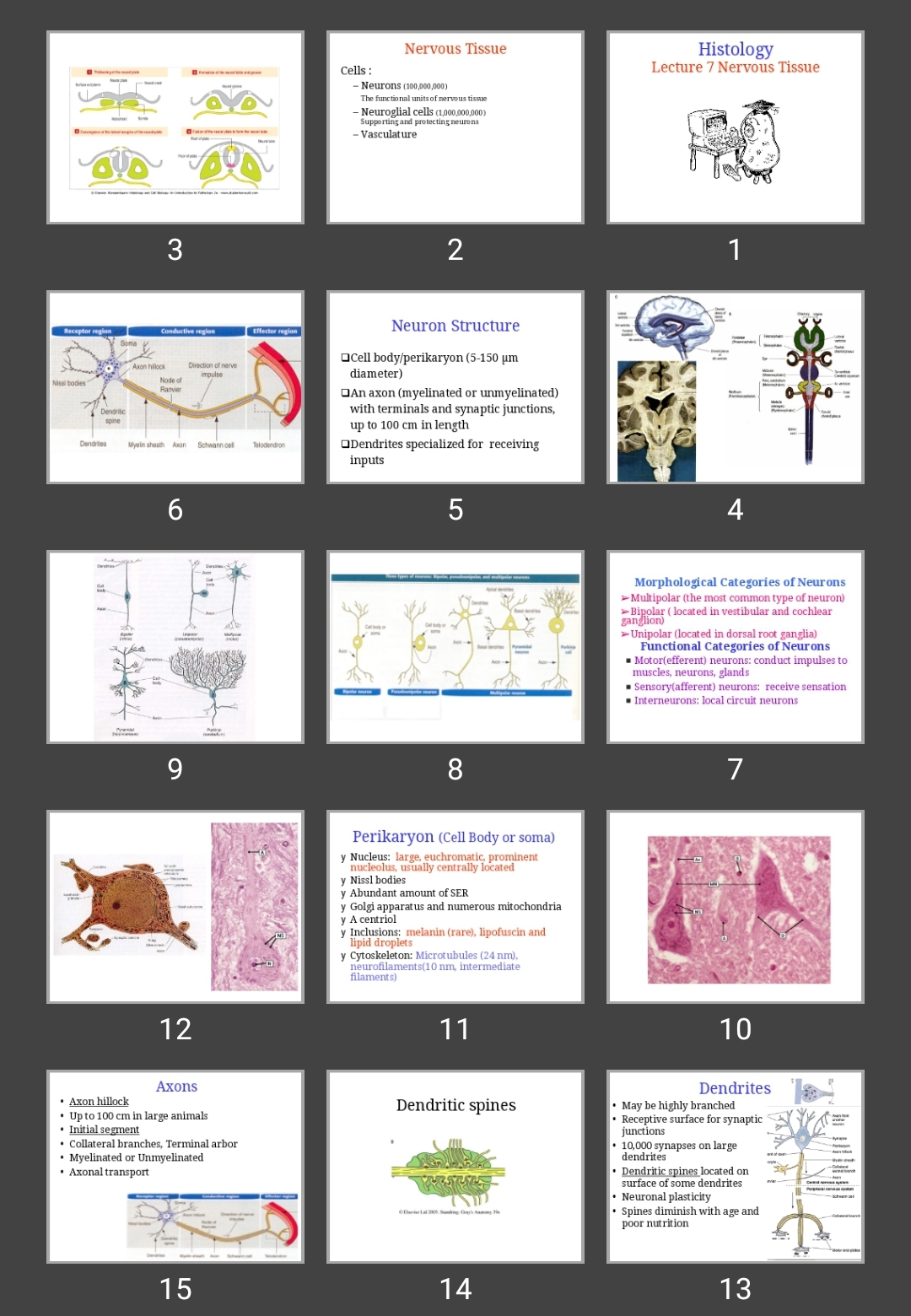 پاورپوینت Lecture 7 Nervous Tissue