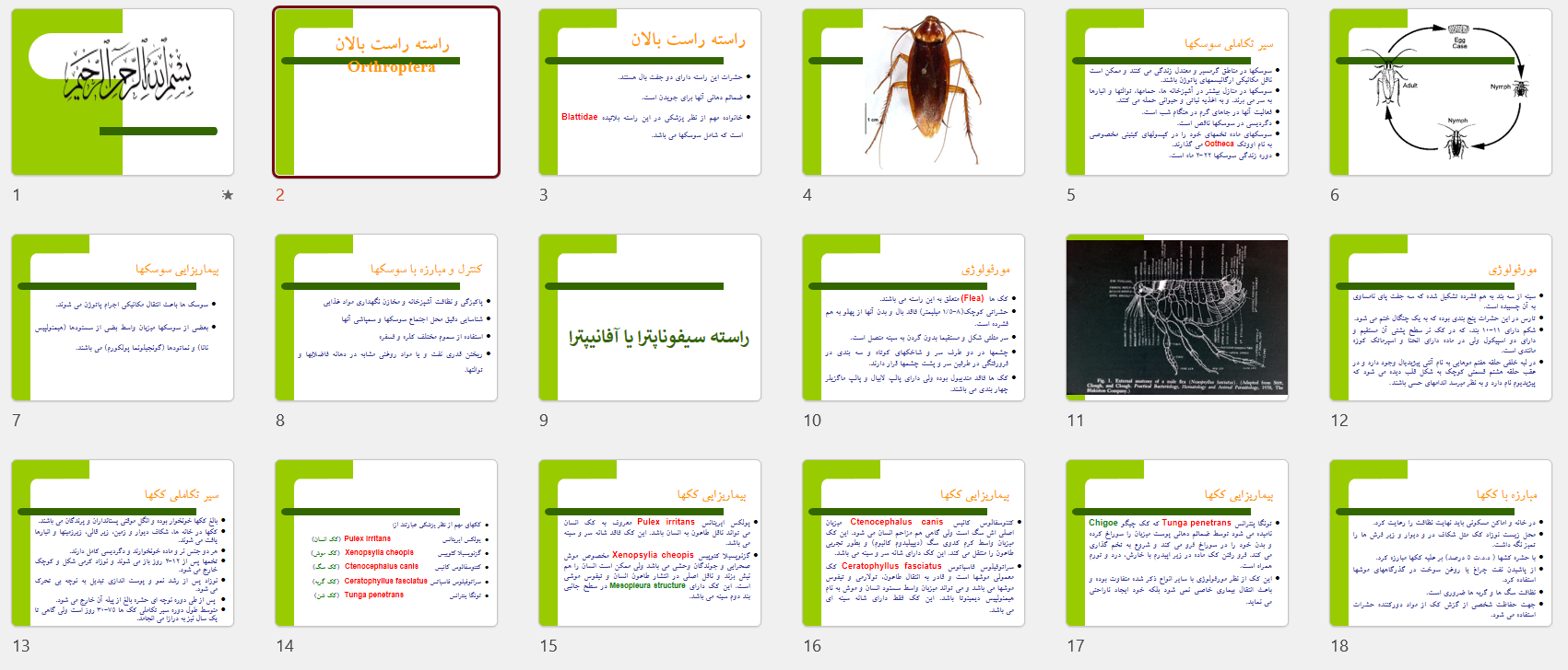 پاورپوینت راسته راست بالان Orthroptera