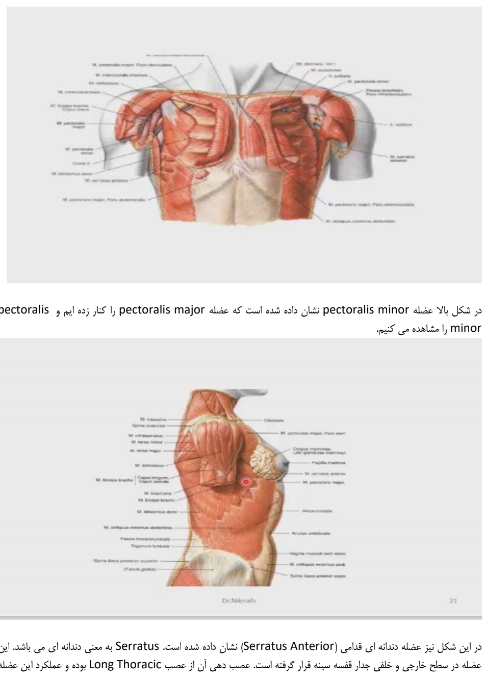 جزوه ساختار عضلات پشتی و قفسه سینه