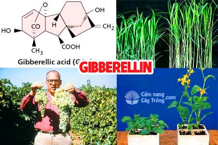 نقش و کاربرد هورمون جیبرلین در باغبانی و کشاورزی