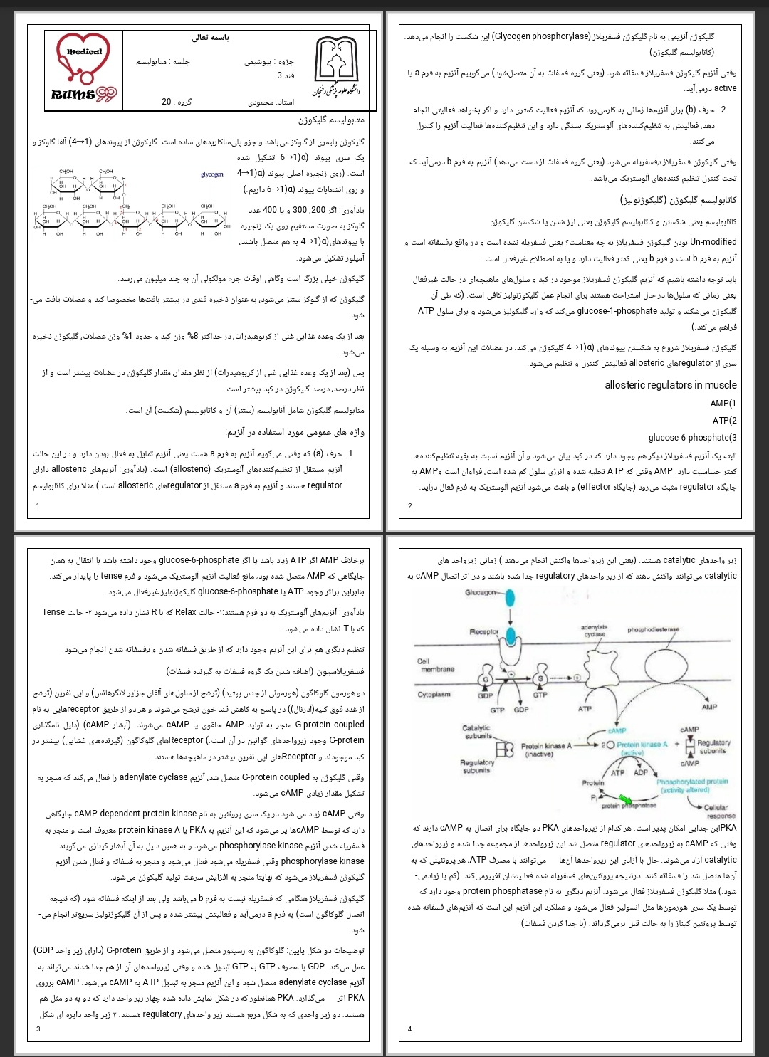 جزوه متابولیسم قند ۳