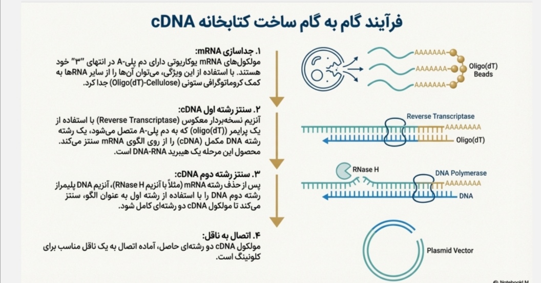 پاورپوینت/PDF تخصصی - فصل 14 - مبحث کلون کردن ژن در بیوتکنولوژی گیاهی