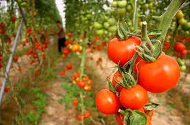 تحقیق راهنمای ساخت گلخانه