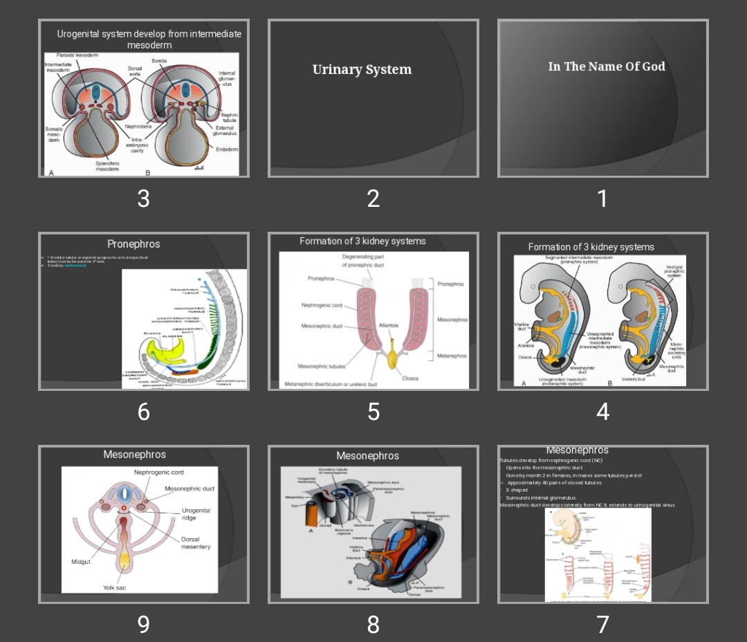 پاورپوینت دستگاه ادراری تناسلی Urinary System