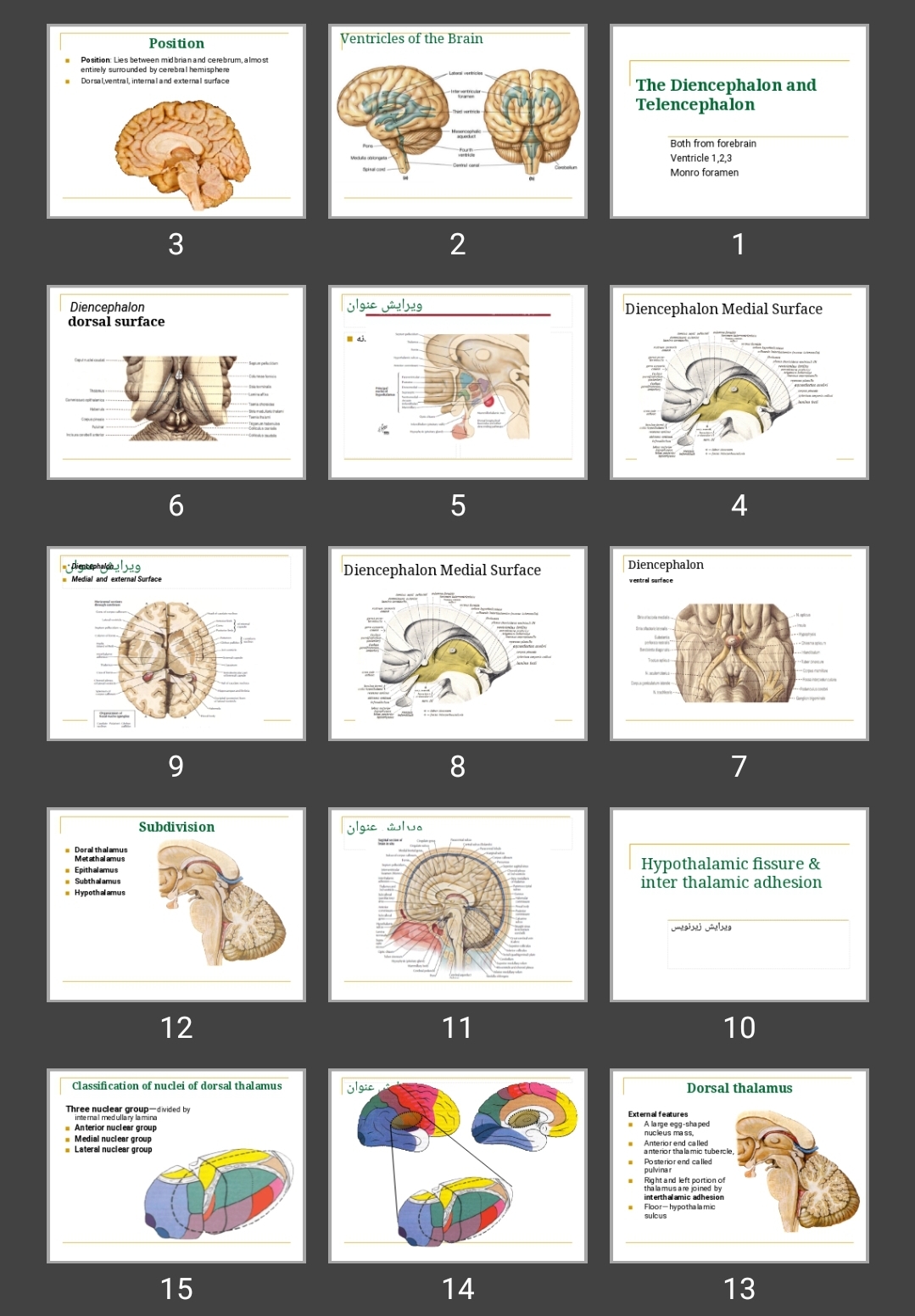 پاورپوینت The Diencephalon and Telencephalon