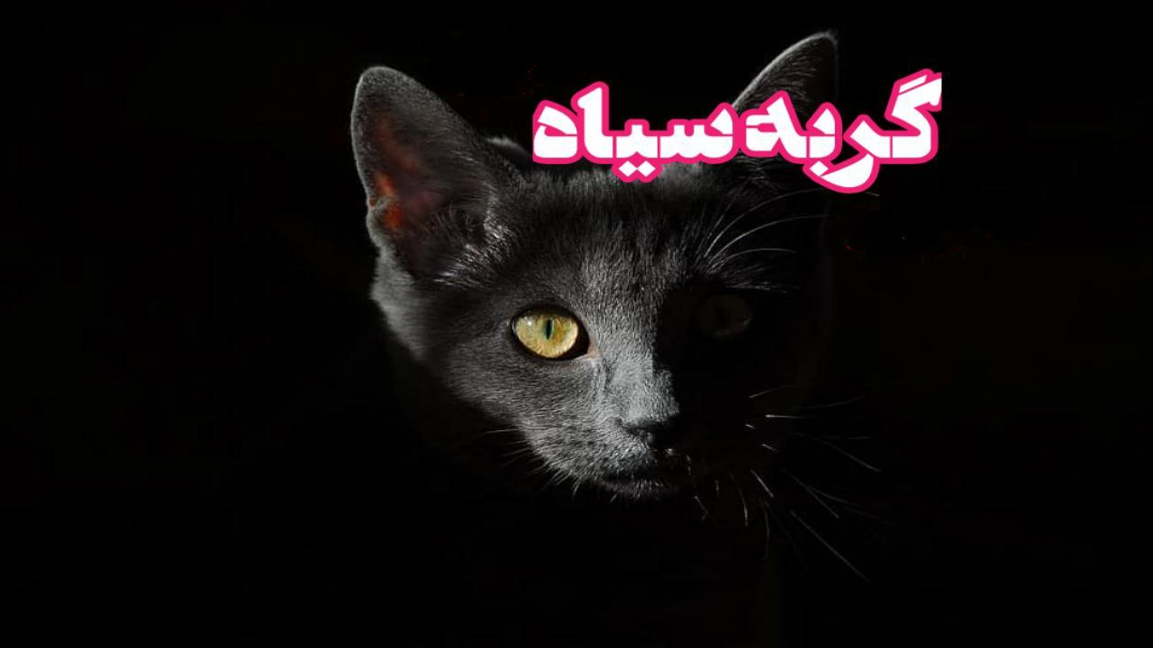 رمان گربه سیاه (جلد اول)/ بدون سانسور