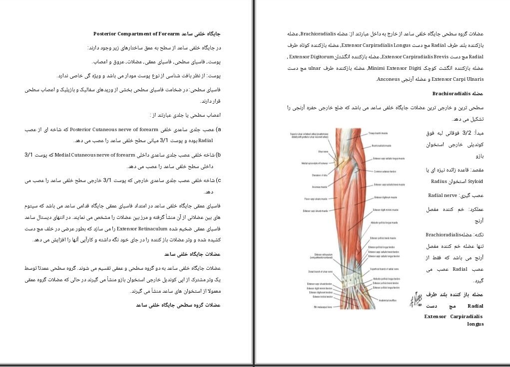 جزوه جایگاه خلفی ساعد