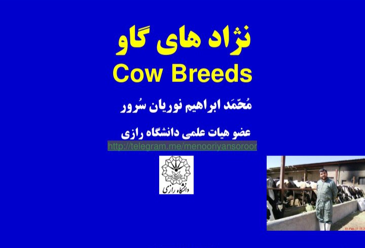 پاورپوینت انواع نژاد های گاو با جزئیات - ۶۹ صفحه