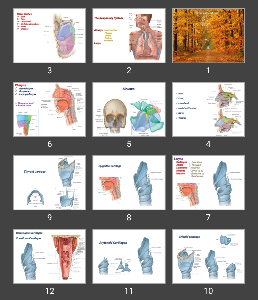 پاورپوینت The Respiratory System