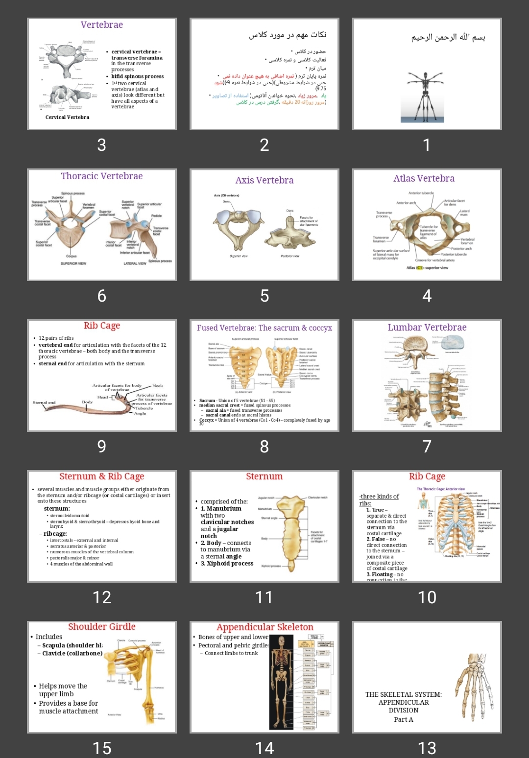 پاورپوینت Skeletal system