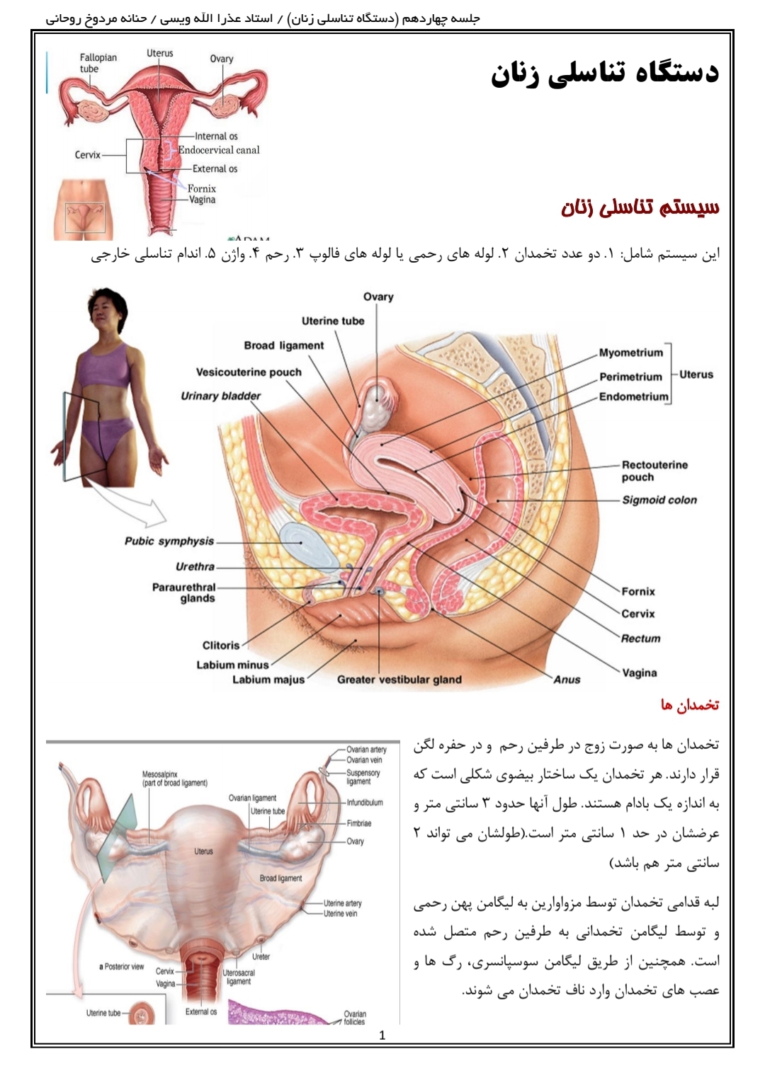 جزوه سیستم تناسلی زنان