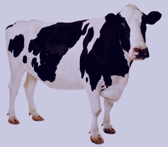 اصول پرورش گاو شیری