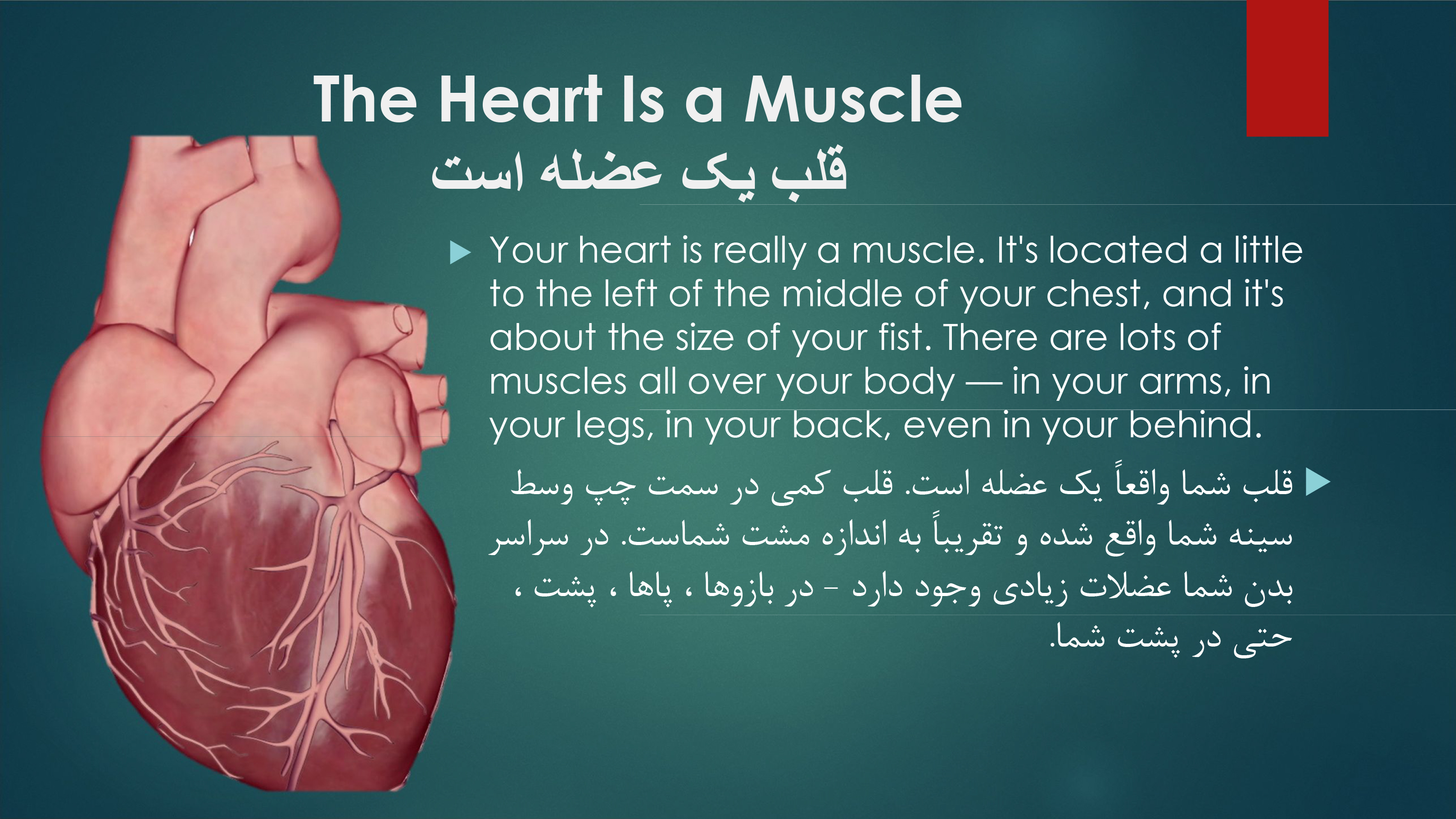 پاورپوینت تحقیق انگلیسی قلب همراه با ترجمه فارسی و سوالات مهم و کلمات مهم