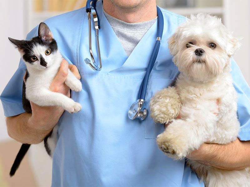 نمونه سوالات مامایی دامپزشکی - ۱۱۶ صفحه