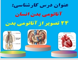 پاورپوینت درس کارشناسی آناتومی بدن انسان 24 تصویر از آناتومی بدن همراه با توضیحات