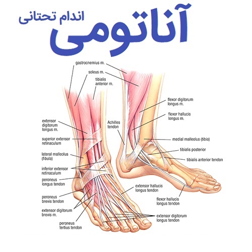سوالات علوم پایه آناتومی اندام تحتانی pdf