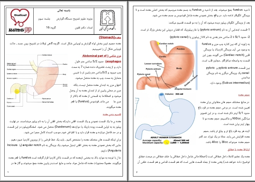 جزوه تشریح دستگاه گوارش معده