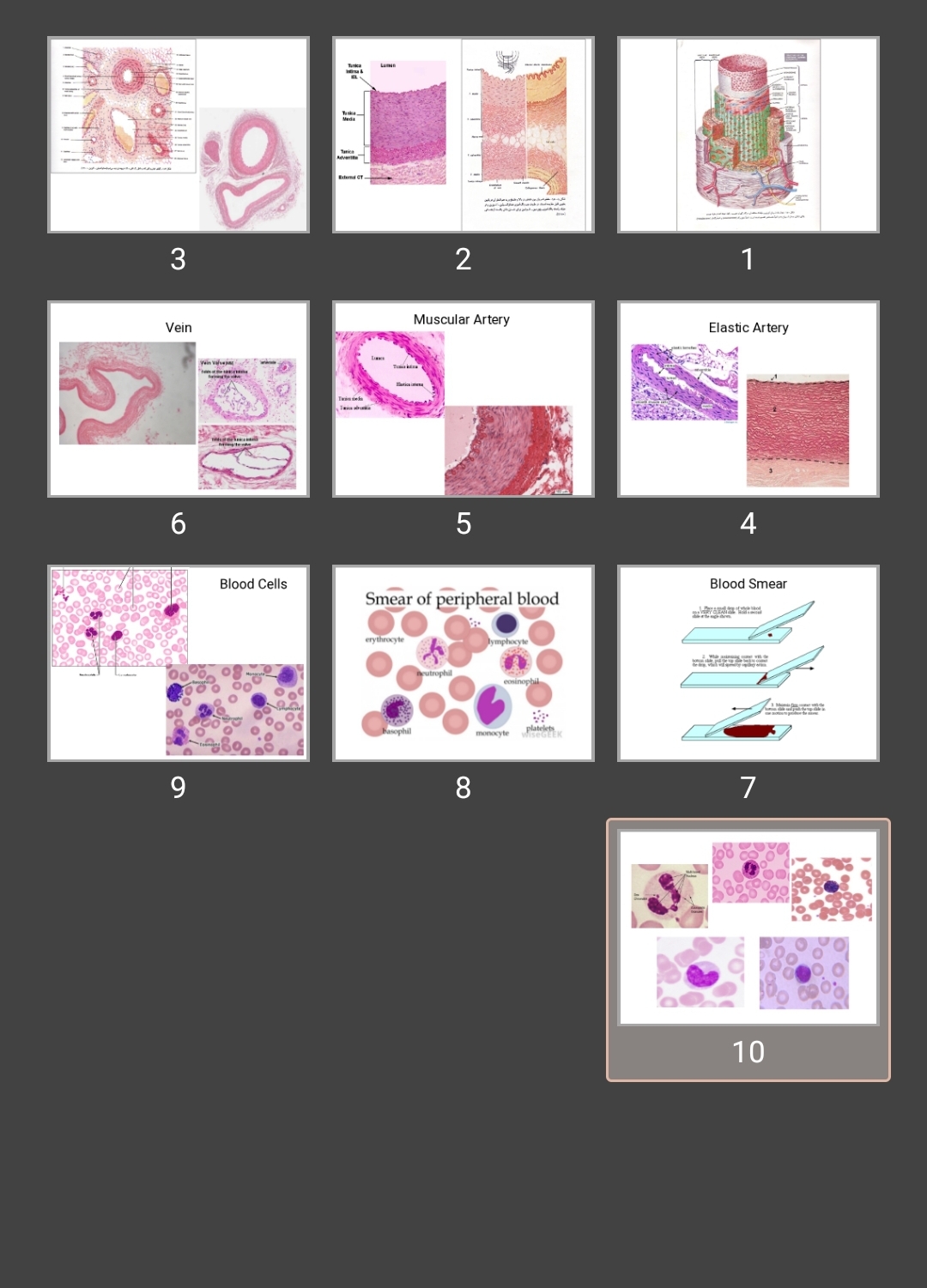 پاورپوینت blood & circulatory sys