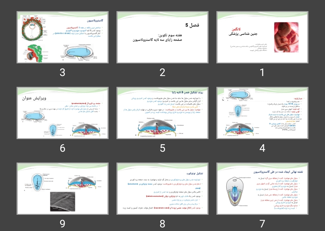 پاورپوینت هفته سوم تکوین: صفحه زایای سه لایه گاسترولاسیون