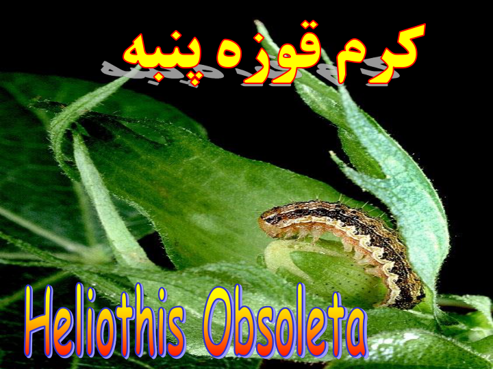 📝جزوه: کرم قوزه پنبه          🖊ارسالی اعضا           🏛 دانشگاه آزاد                (نسخه کامل)✅