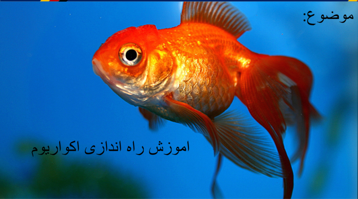 آموزش راه اندازی آکواریوم