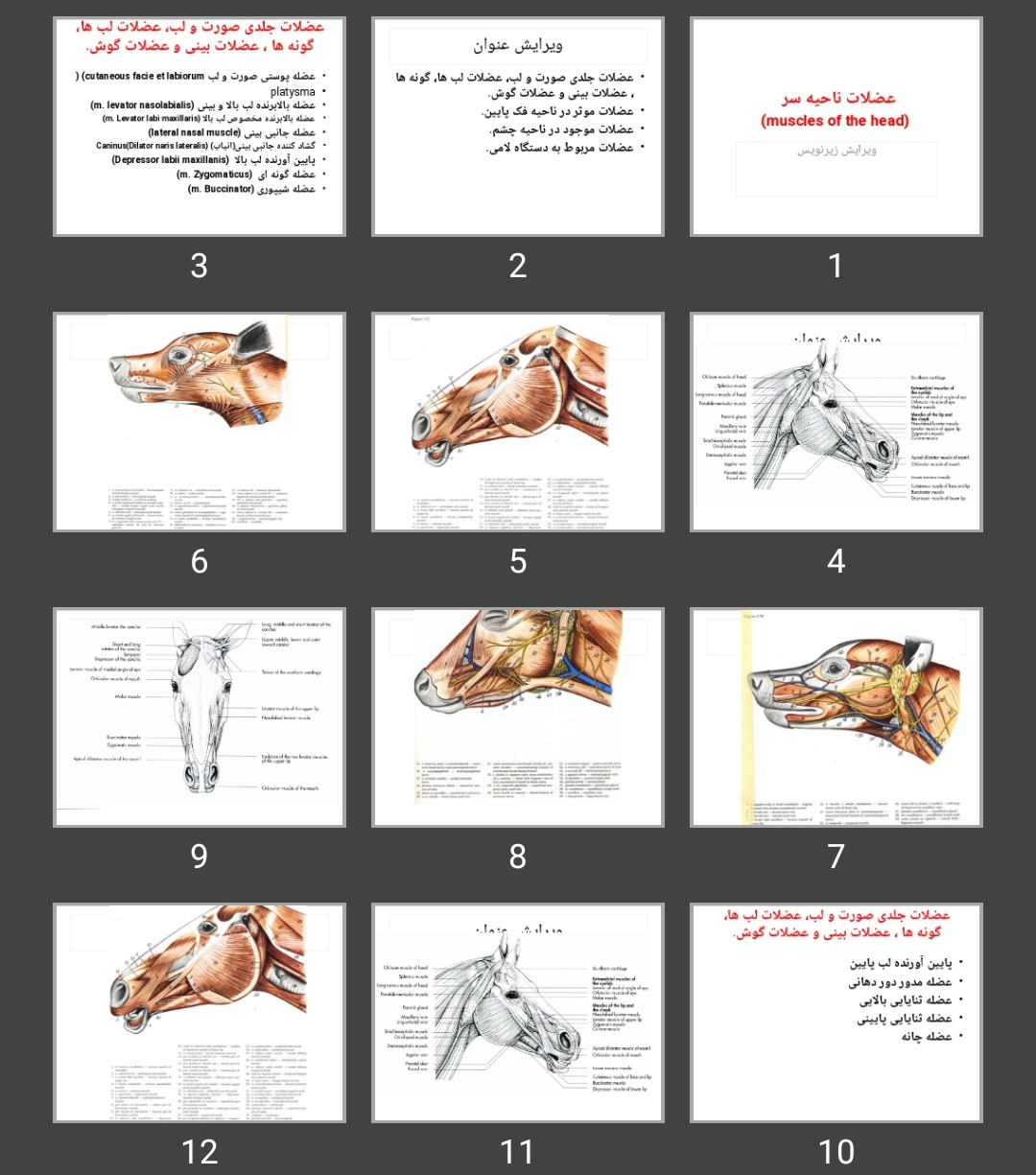 پاورپوینت عضلات ناحیه سر حیوانات (muscles of the head)