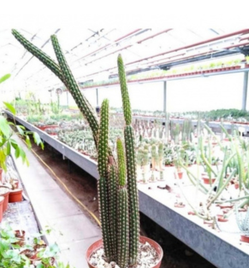 لاغری ( پکیج طلایی طب ایرانی)