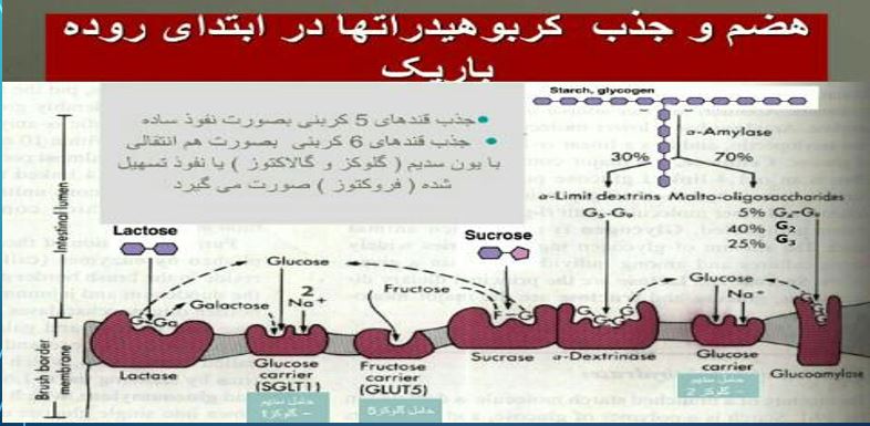 پاورپوینت هضم وجذب مواد (کربوهیدراتها ، پروتئین ها و چربی ها) با قابلیت ویرایش