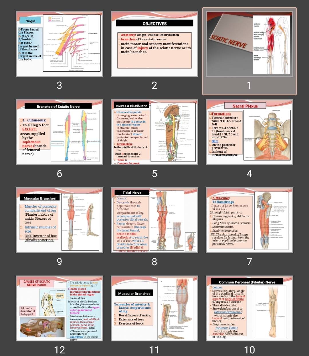 پاورپوینت sciatic nerve