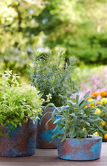 آموزش کسب درآمد از علاقه گل وگیاه