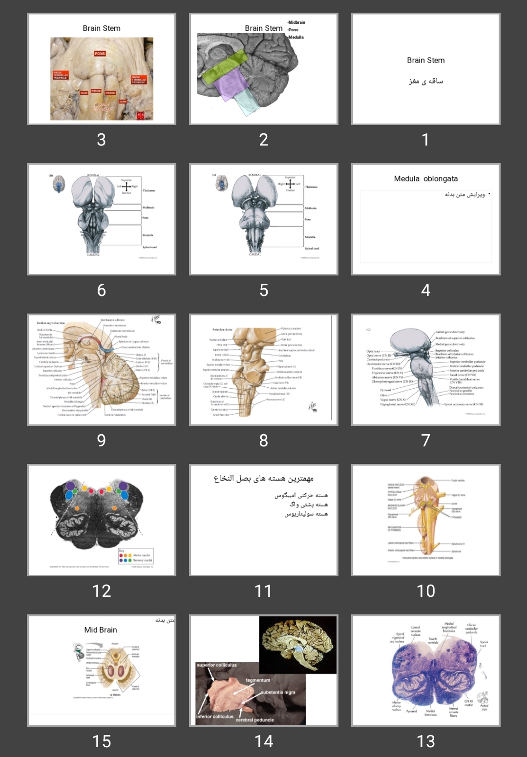 پاورپوینت Brain Stem ساقه مغز