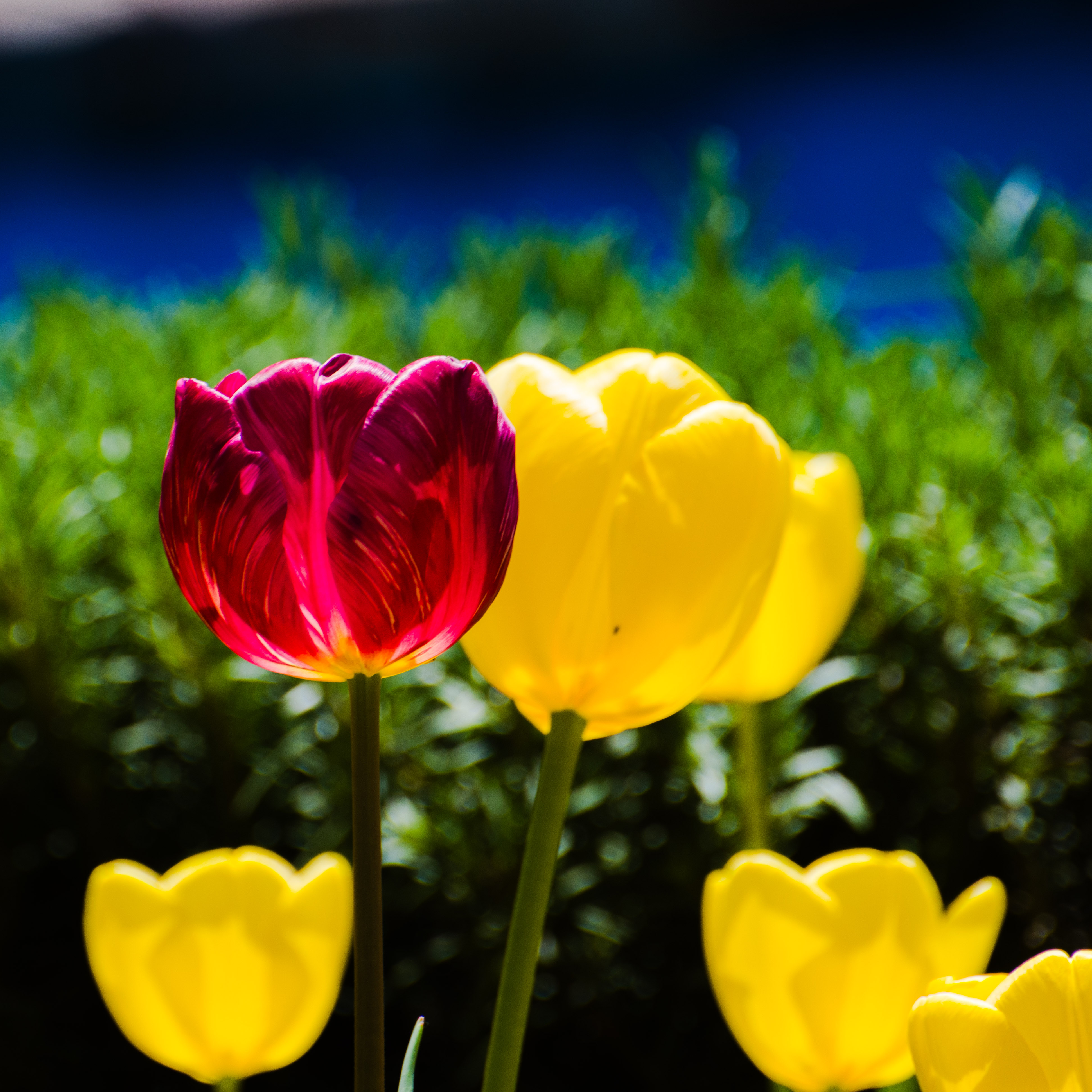 عروس و داماد