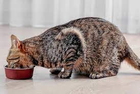 کمک به گربه خود برای سالم ماندن