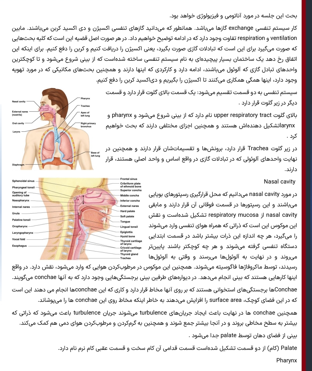 جزوه آناتومی و فیزیولوژی ریه بخش اول