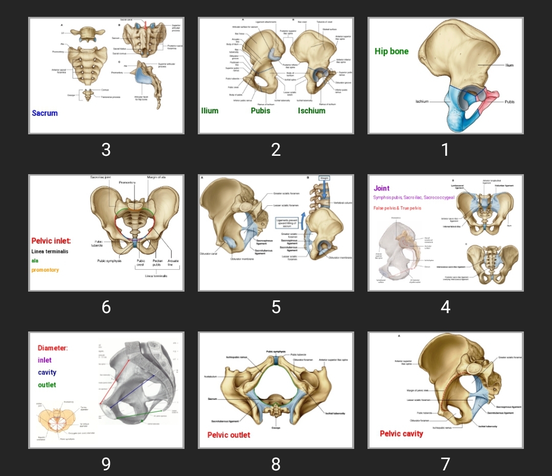 پاورپوینت Pelvis bone & muscle