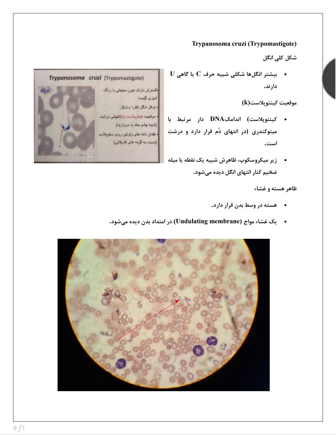 جزوه انگل شناسی عملی ۲
