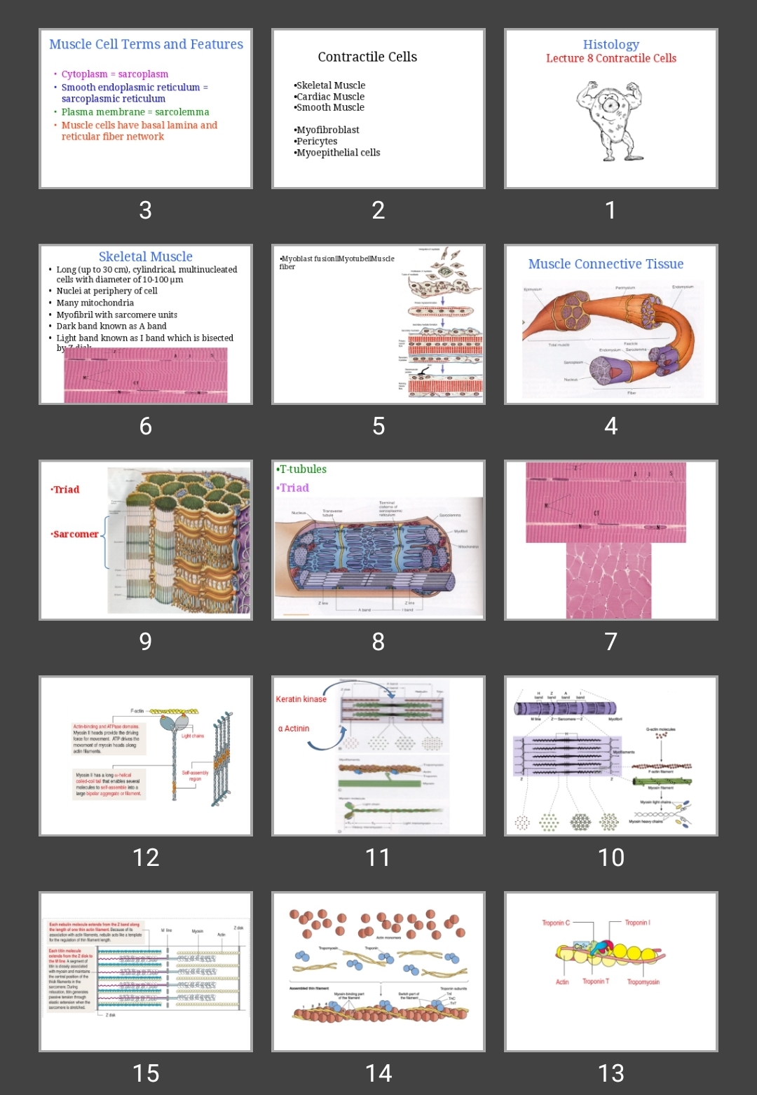 پاورپوینت Lecture 8 Contractile Cells